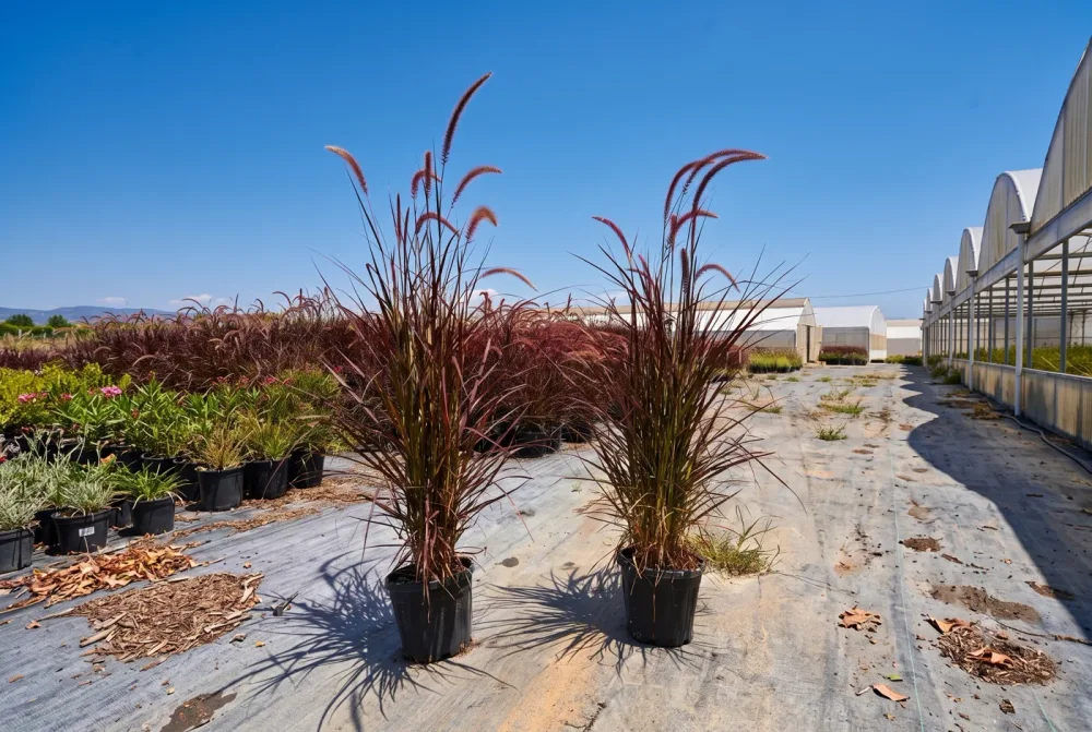 Kırmızı Pennisetum